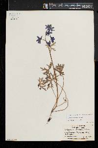 Delphinium tricorne image