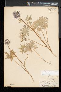 Delphinium tricorne image