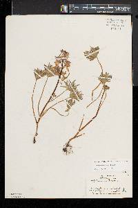 Delphinium tricorne image