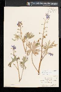 Delphinium tricorne image