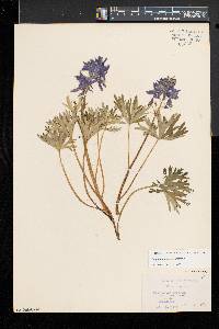 Delphinium tricorne image