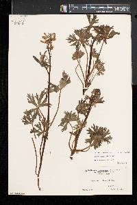 Delphinium tricorne image