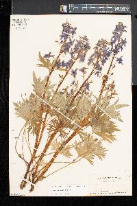 Delphinium tricorne image