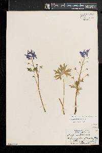 Delphinium tricorne image