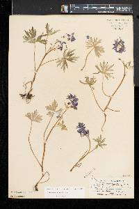 Delphinium tricorne image