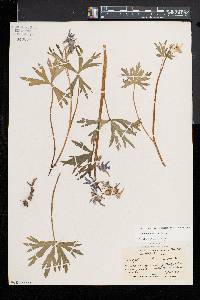 Delphinium tricorne image