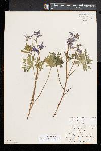 Delphinium tricorne image