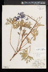 Delphinium tricorne image