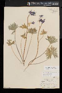 Delphinium tricorne image