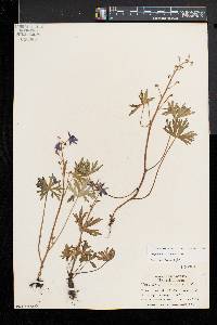 Delphinium tricorne image