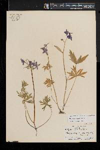 Delphinium tricorne image