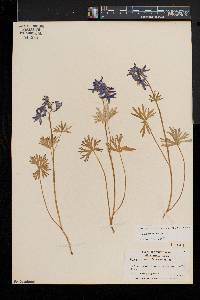 Delphinium tricorne image