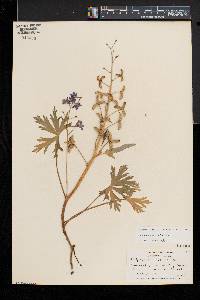 Delphinium tricorne image