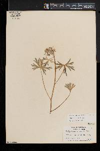 Delphinium tricorne image