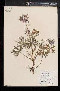 Delphinium tricorne image