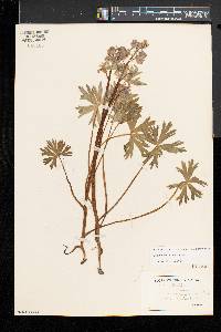 Delphinium tricorne image