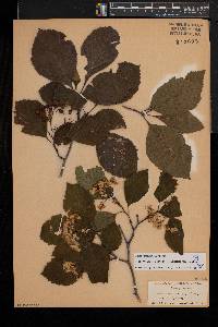 Crataegus calpodendron image