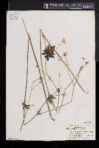 Ranunculus acris image