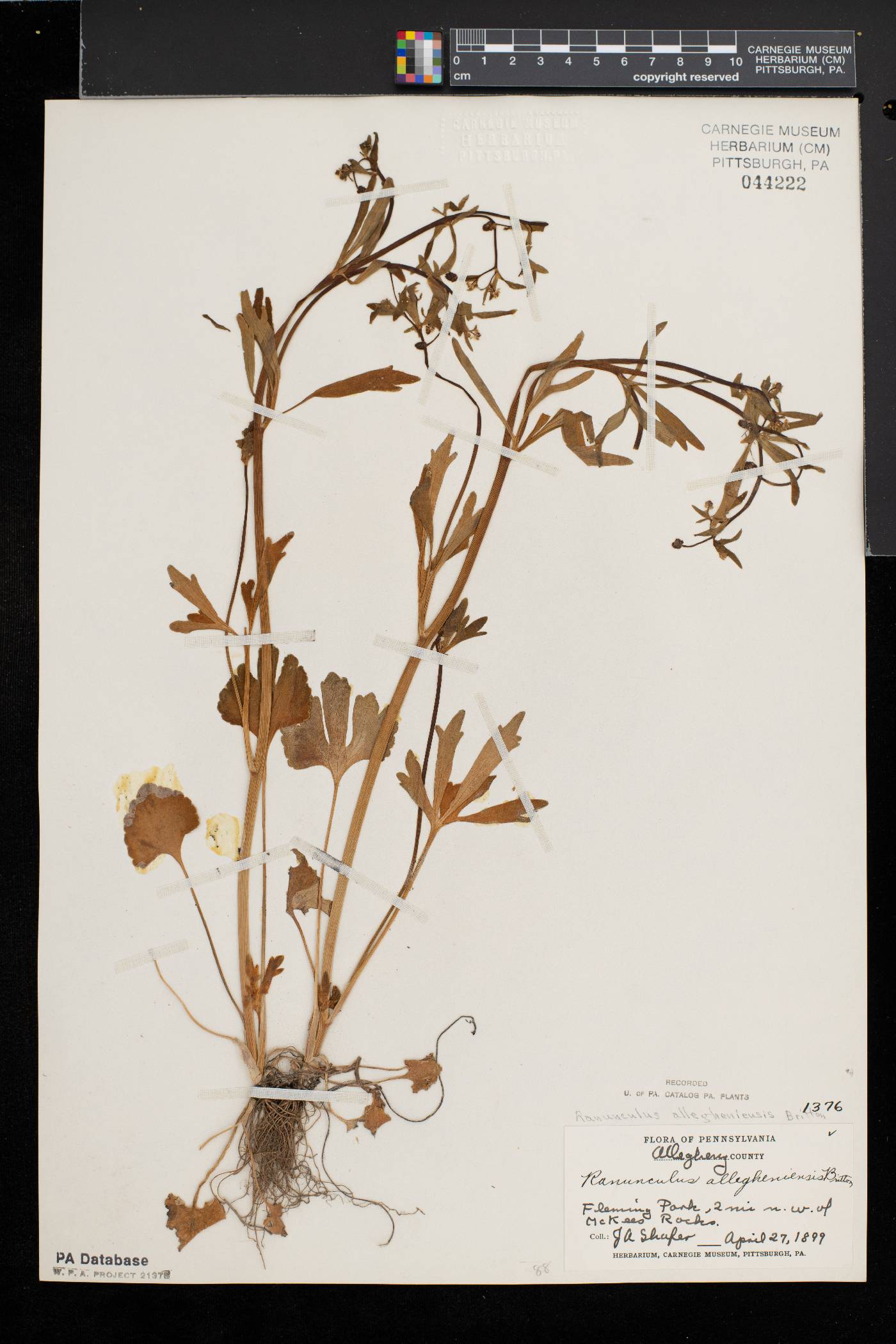 Ranunculus allegheniensis image