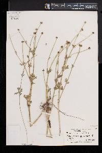 Ranunculus bulbosus image