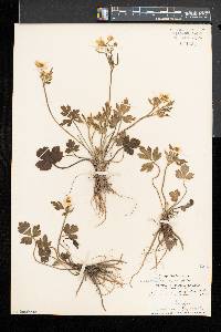 Ranunculus hispidus var. falsus image