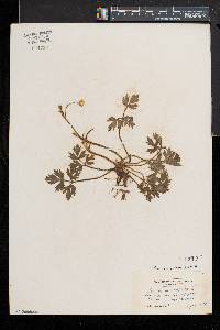 Ranunculus repens image