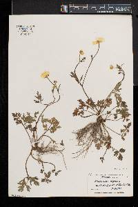 Ranunculus repens image