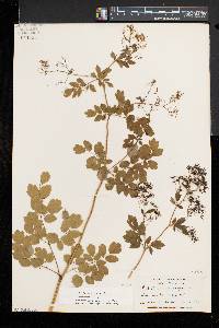 Thalictrum pubescens image