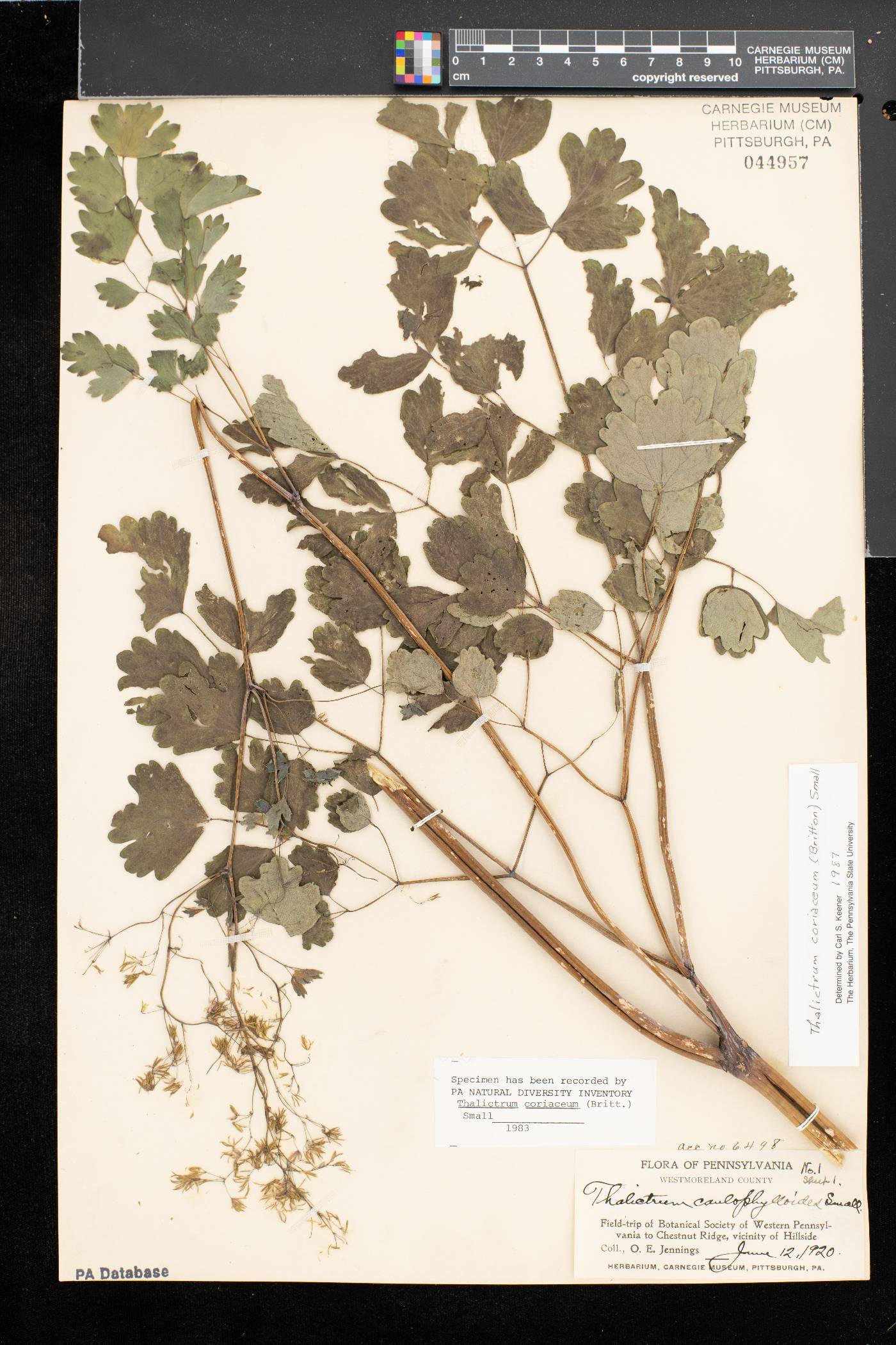 Thalictrum coriaceum image