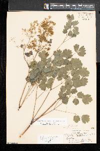 Thalictrum coriaceum image