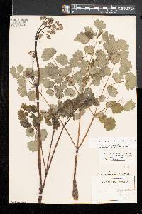 Thalictrum coriaceum image