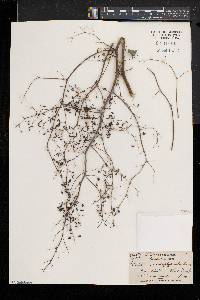 Thalictrum pubescens image