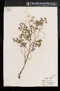 Thalictrum dioicum image