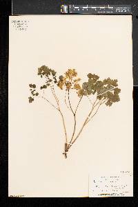 Thalictrum dioicum image