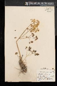 Thalictrum dioicum image