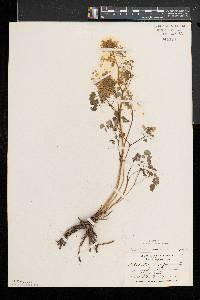 Thalictrum dioicum image