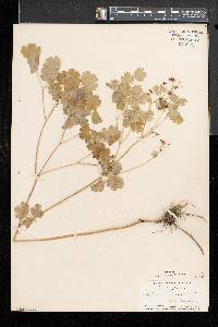 Thalictrum dioicum image