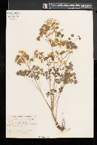 Thalictrum dioicum image