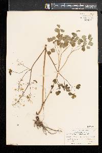 Thalictrum dioicum image