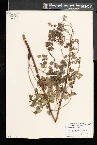 Thalictrum dioicum image