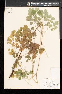 Thalictrum dioicum image