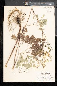 Thalictrum dioicum image