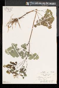 Thalictrum dioicum image