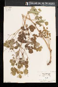 Thalictrum dioicum image