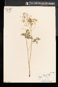 Thalictrum dioicum image