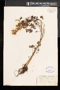 Thalictrum dioicum image