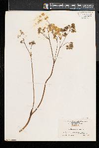 Thalictrum dioicum image