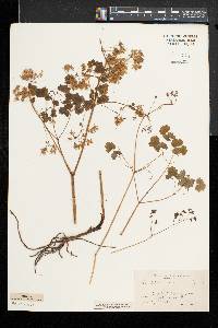 Thalictrum dioicum image