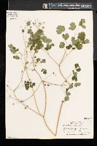 Thalictrum dioicum image