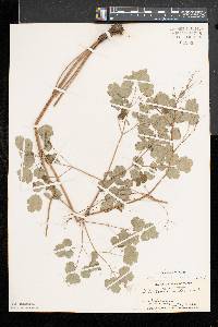 Thalictrum dioicum image